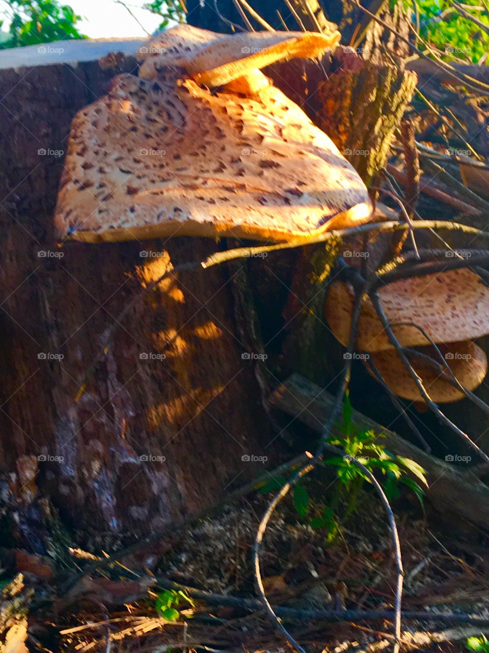 Sunset on the toadstool 