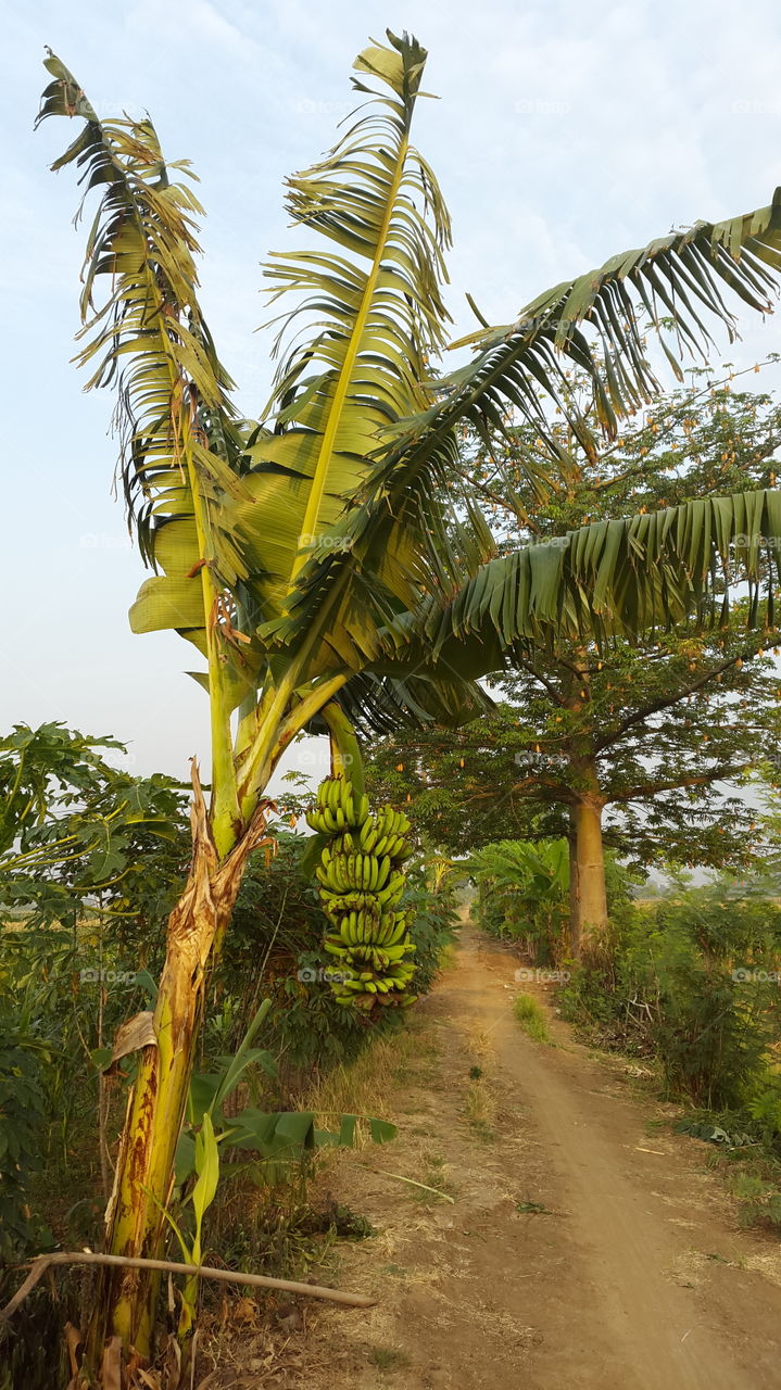 banana grows on the path