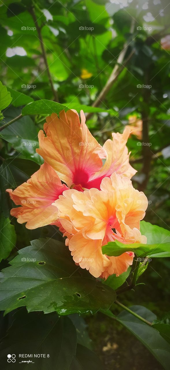 This peach twin hibiscus with a swab of red in the middle is really a candy for an eye.