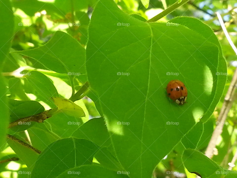 Ladybug 2. A ladybug discovered on a leaf.