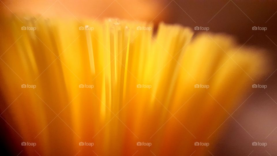 Bristle of a yellow dishes scrubber