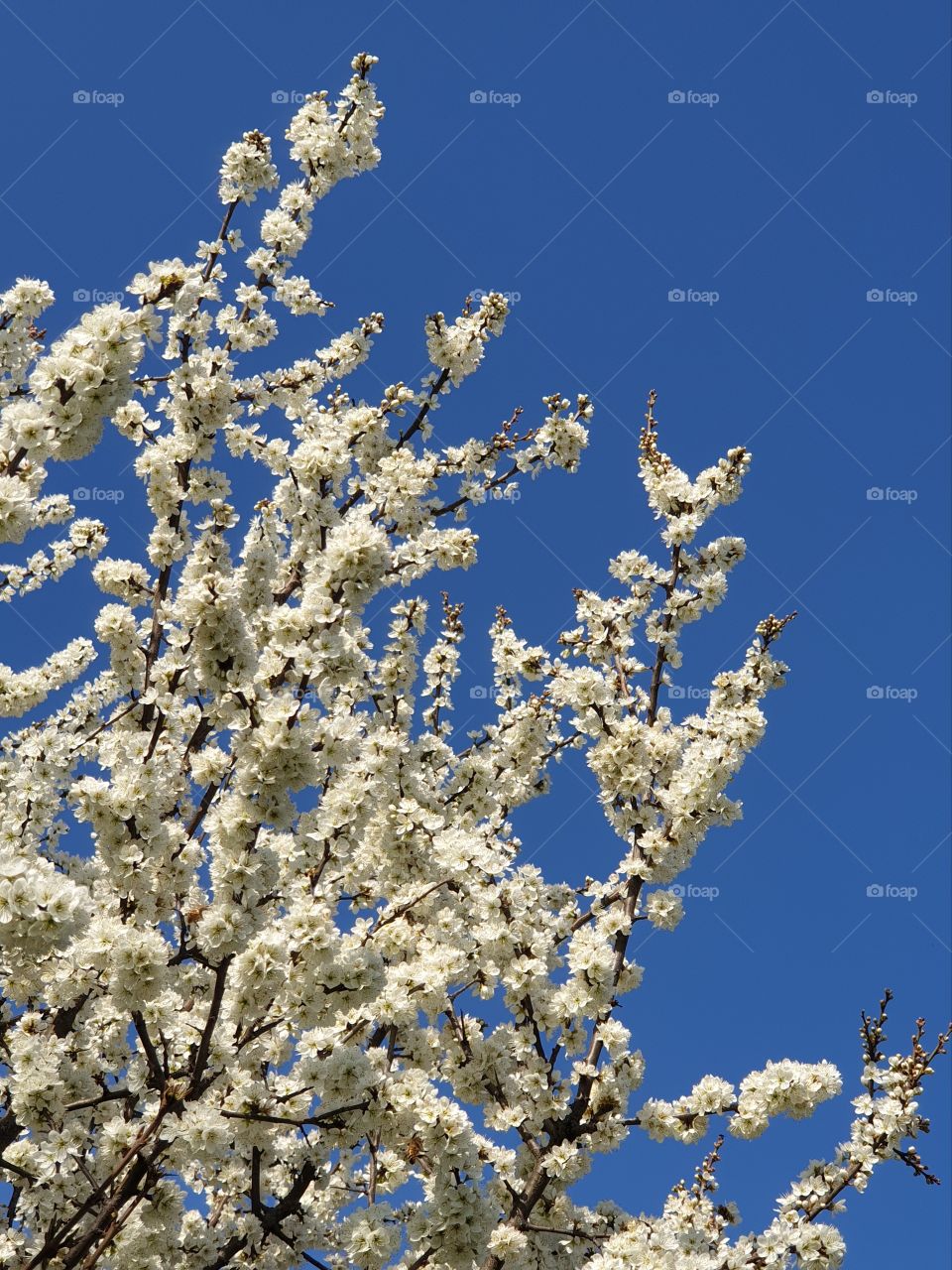 Flowering branches of trees