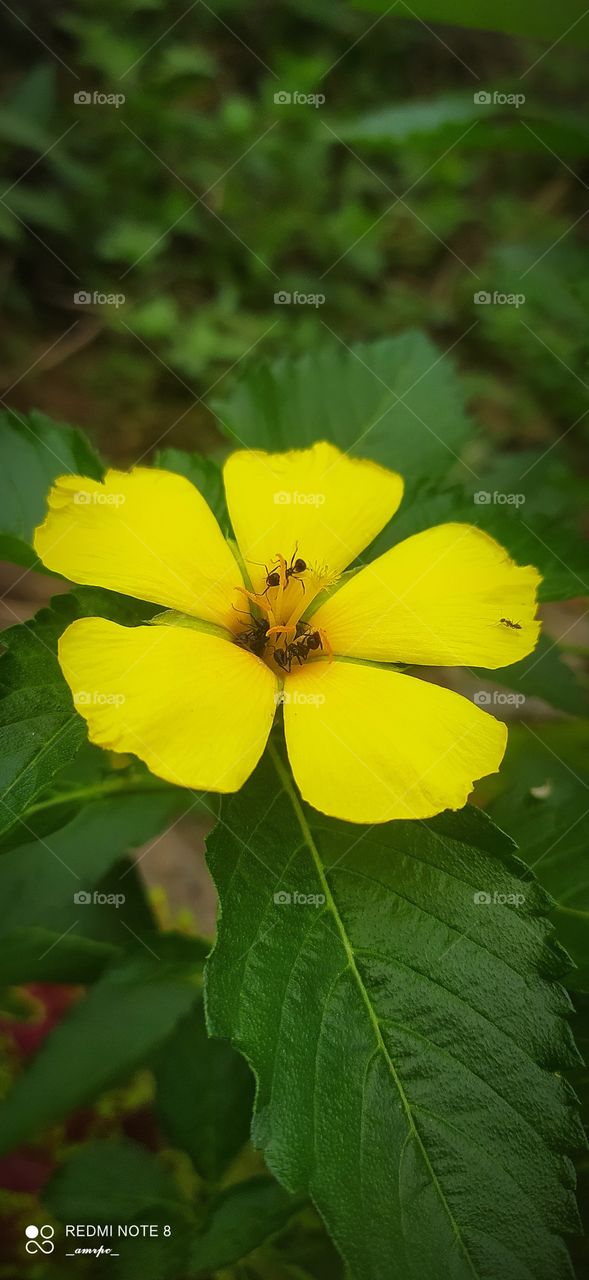 Like the ants that are in search of your nectar... I'm here in search of your love.