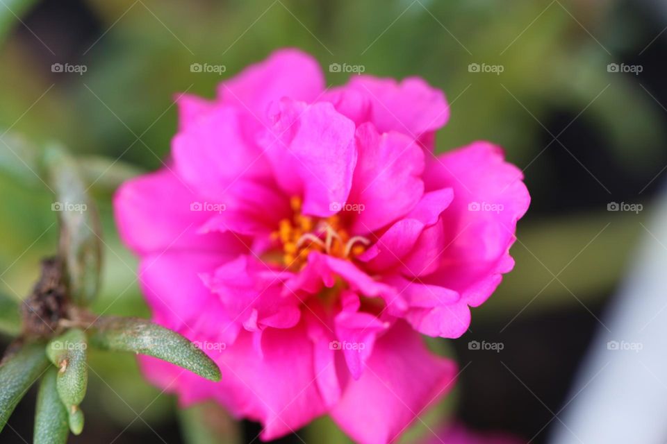 pink flower