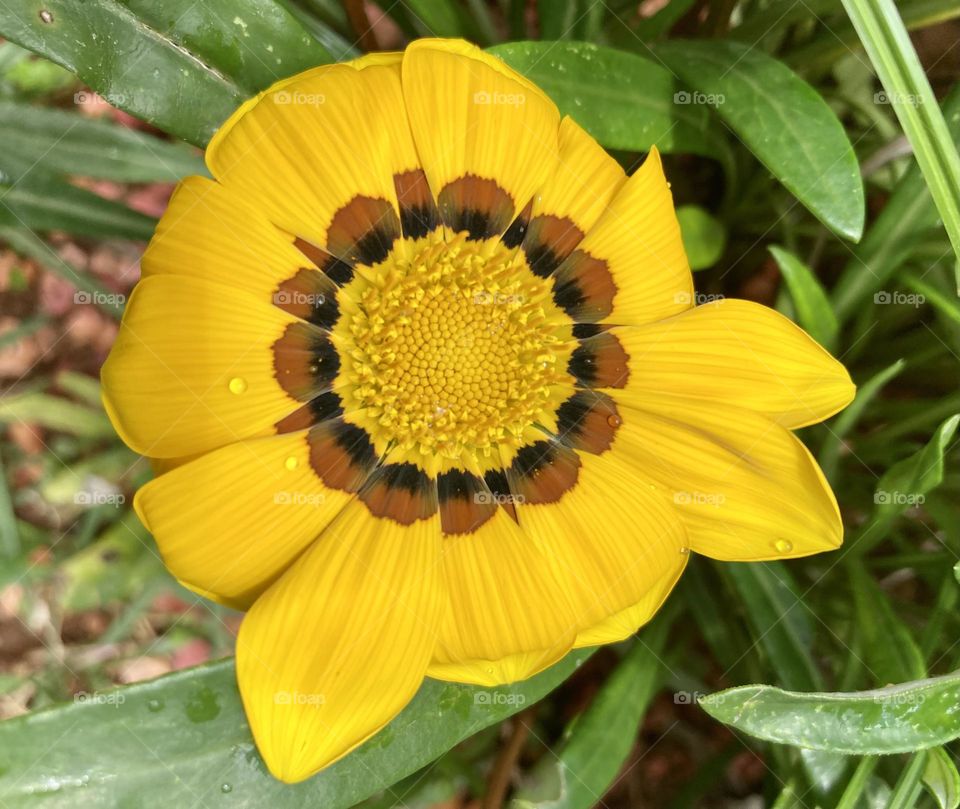 🌹 🇺🇸 Very beautiful flowers to brighten our day.  Live nature and its beauty. Did you like the delicate petals? / 🇧🇷 Flores muito bonitas para alegrar nosso dia. Viva a natureza e sua beleza. Gostaram das pétalas delicadas? 