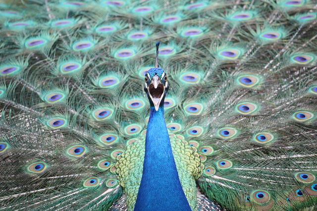 Squawking calling peacock  