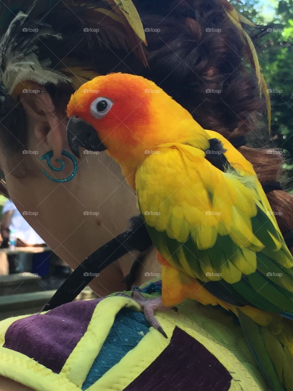 Sun conure