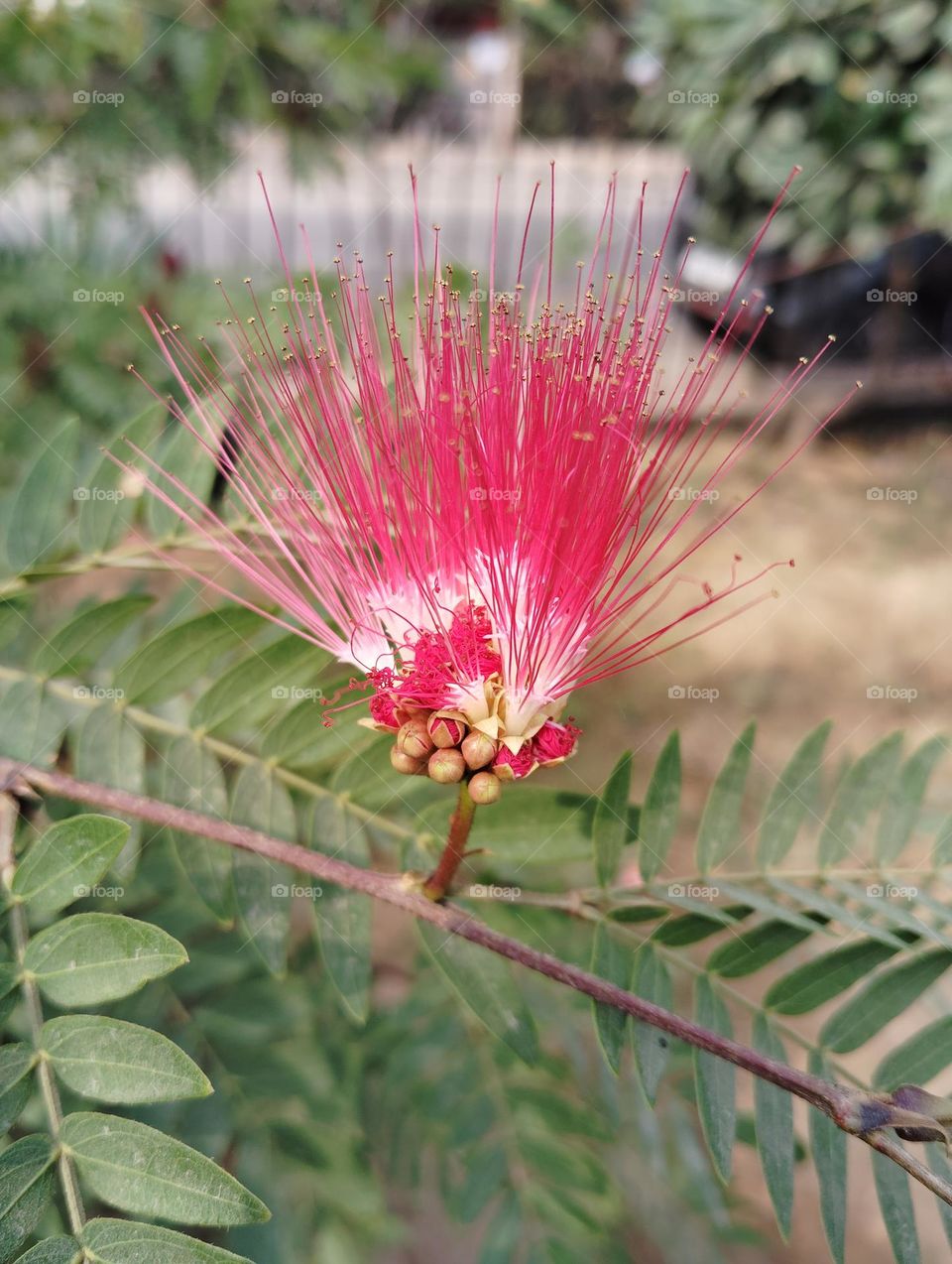 pink flower seasonal fresh shurb small size looks very beautiful, petals r in the form of pointed structure