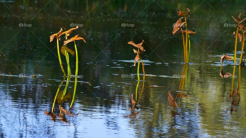 aquatic plants