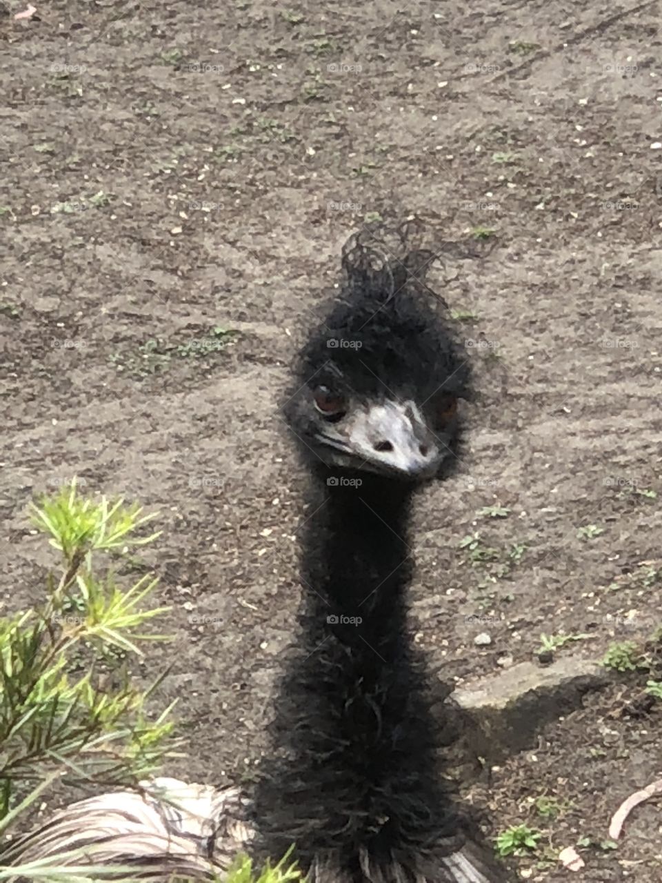 Ostrich 