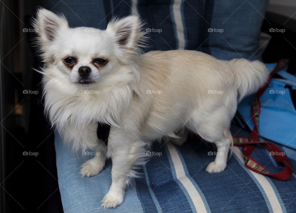 White Chihuaua dog. 