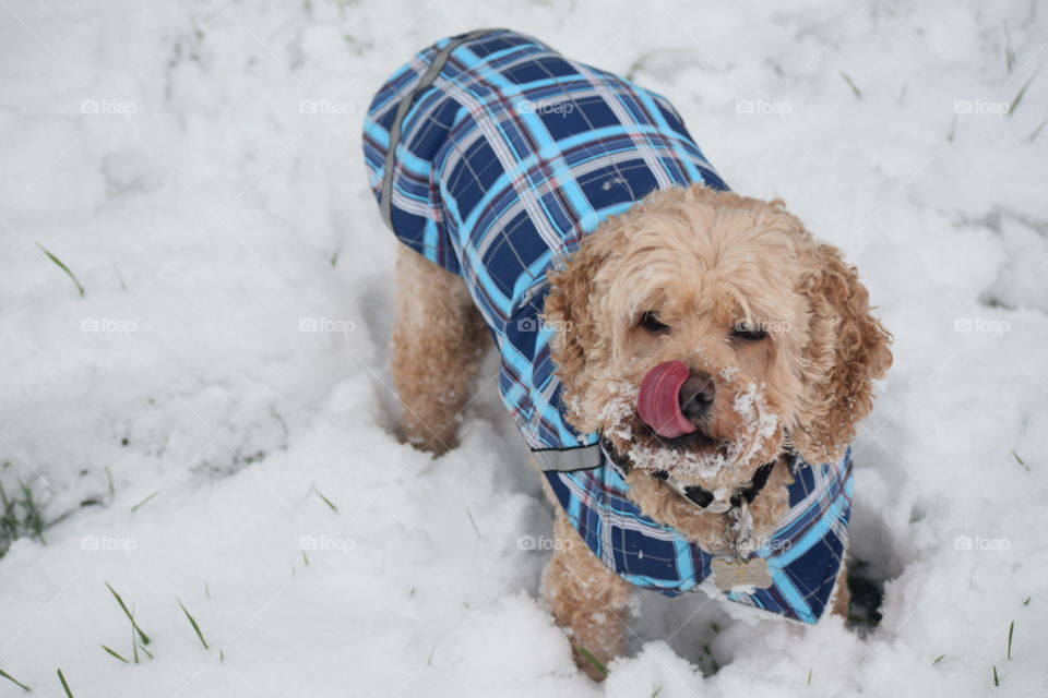 cockapoo cutie