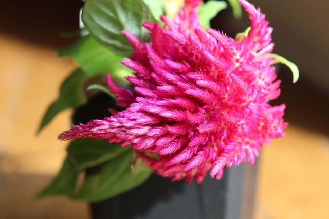 pink flower