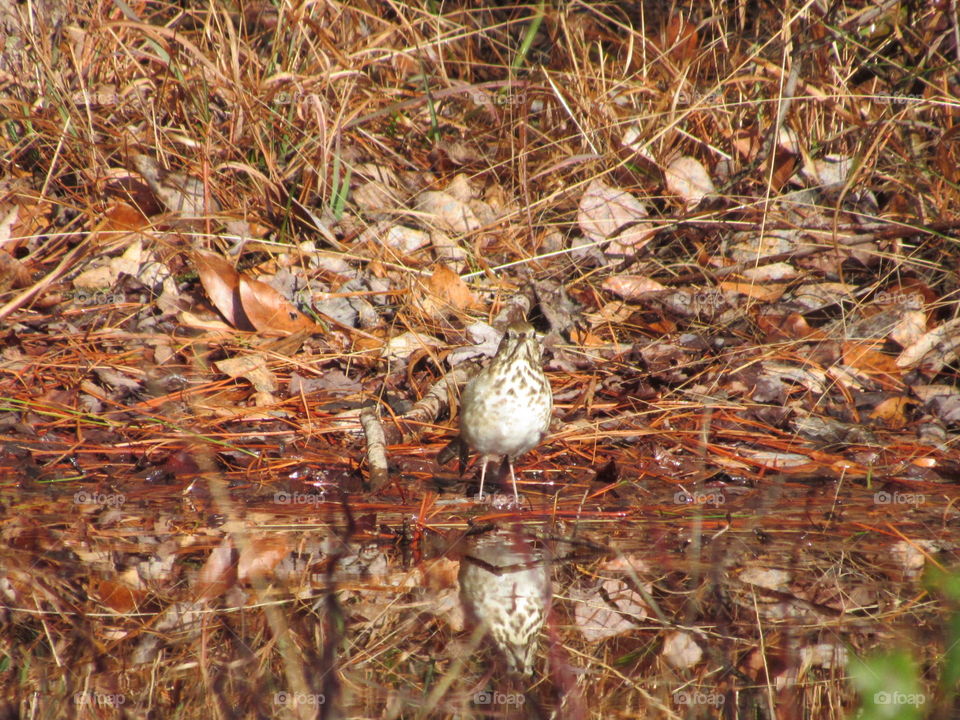 Hermit thrush and its reflection