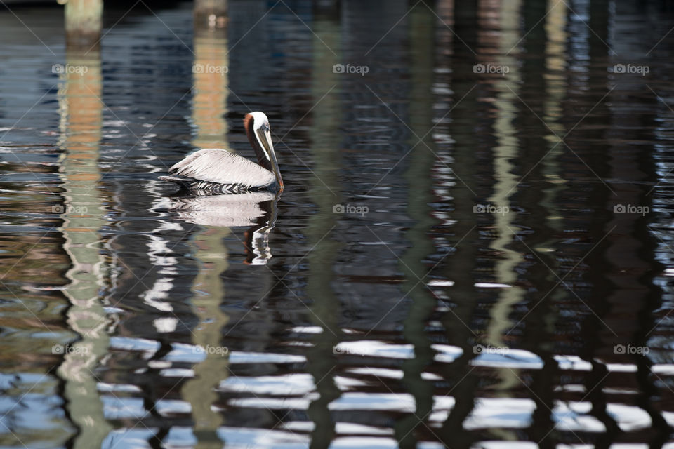 Water, Bird, No Person, Lake, Pool