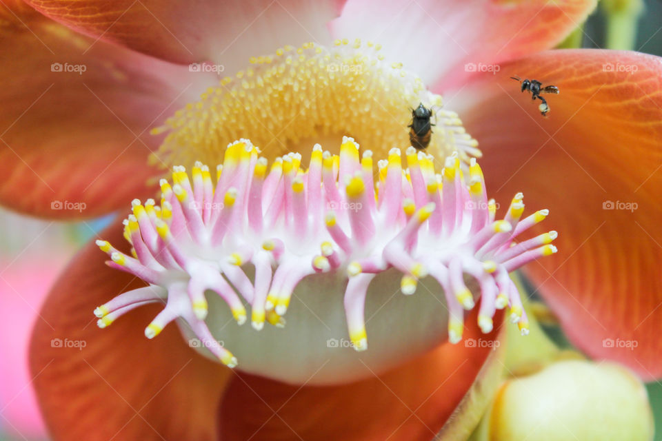 Insects with flower. Useful for sample the insect pollinated flowers