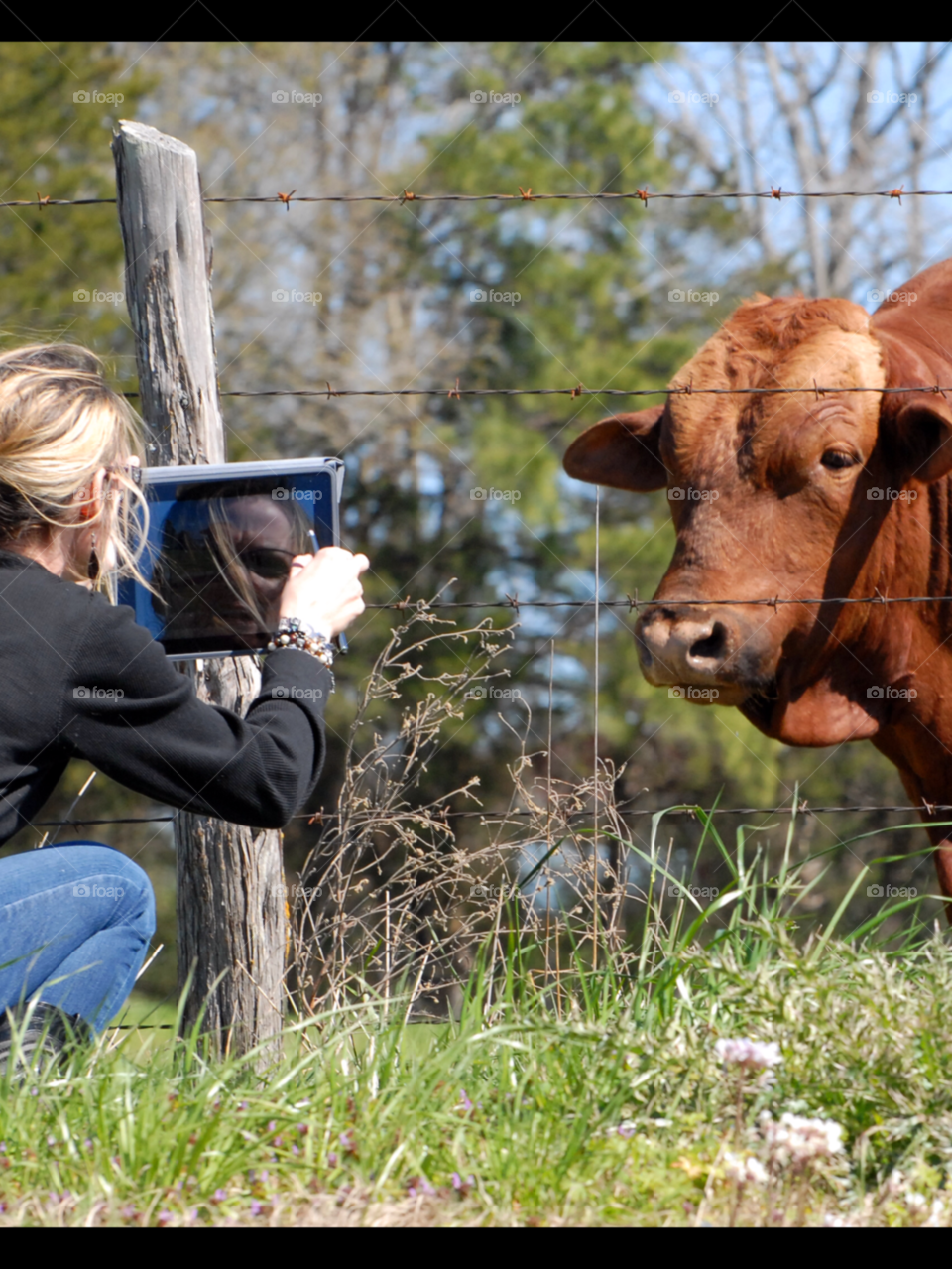 photography funny ipad cow by lightanddrawing