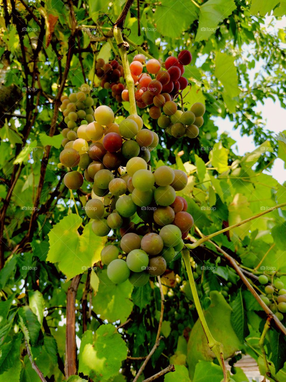Grapes ripen