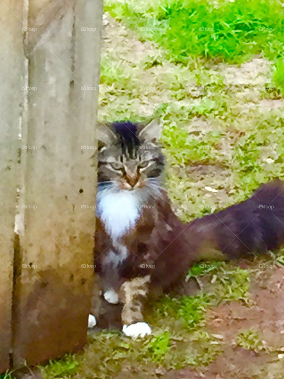 Beautiful long haired fluffy multicolored, brown, black, white, green gold eyed cat sitting waiting for me by the gate outdoors.