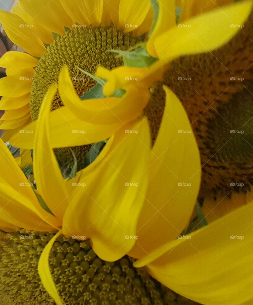 Sunflower, Nature, Flower, Flora, Desktop