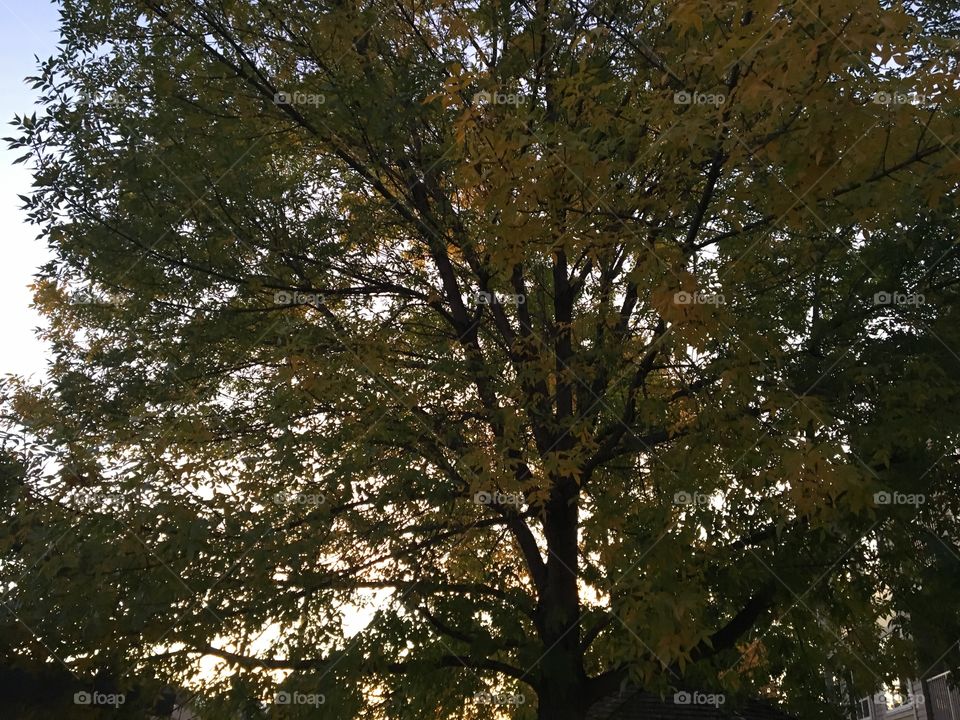 Beautiful autumn tree 