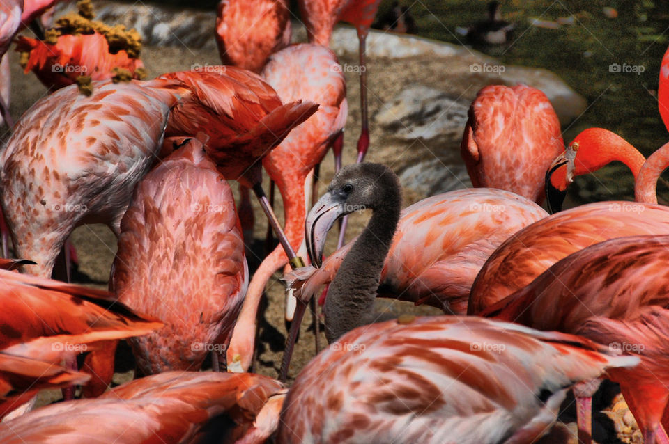 pink baby zoo flamingo by da123nce