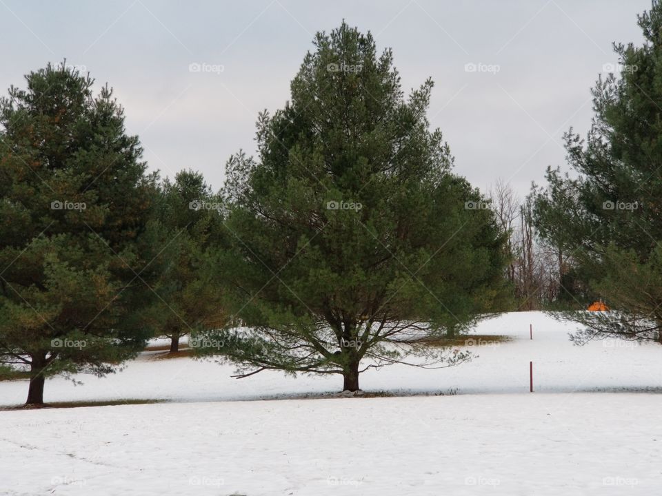 Line of firs in the snow