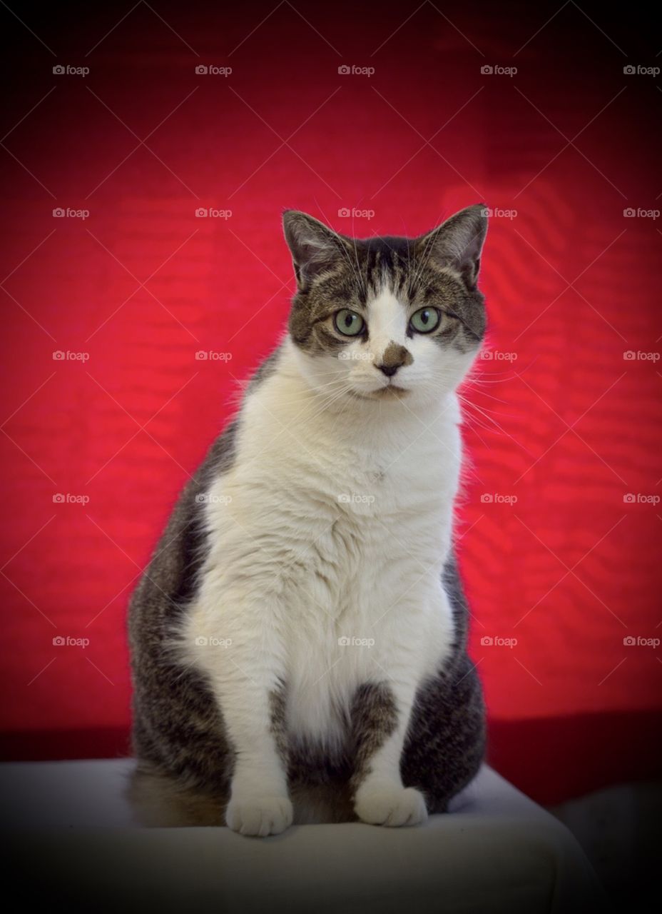 Tabby green eyed cat portrait against red background with heavy vignette.
