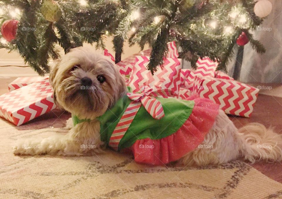 Christmas shihtzu