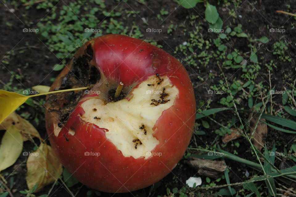 Apple gets destroyed by ants