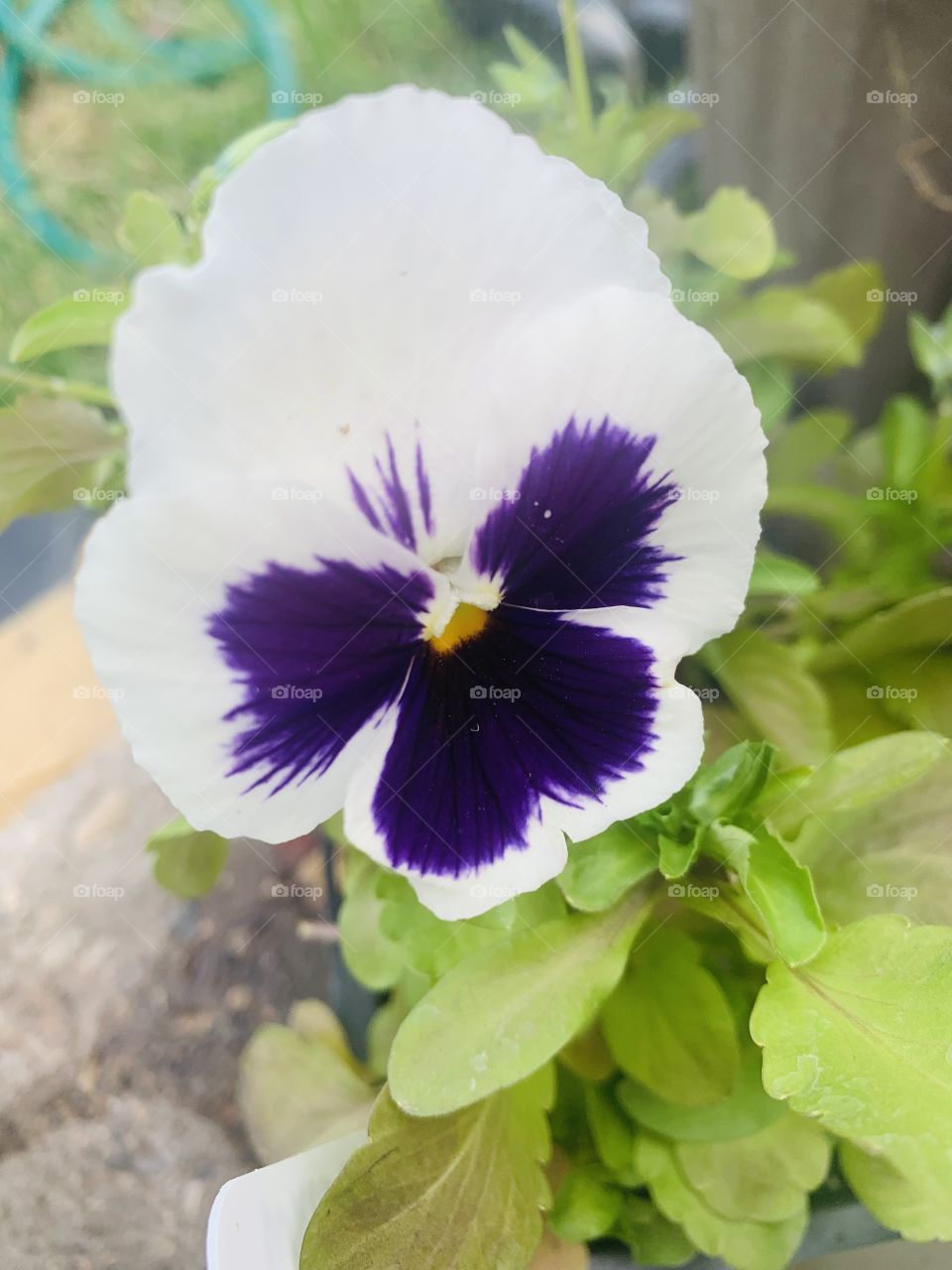 Purple and white pansy 
