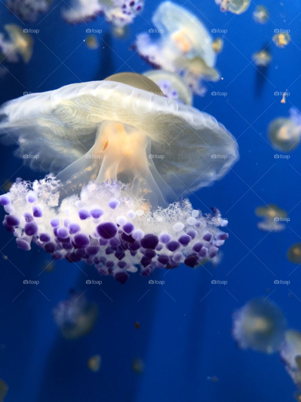 Gorgeous jellyfish.