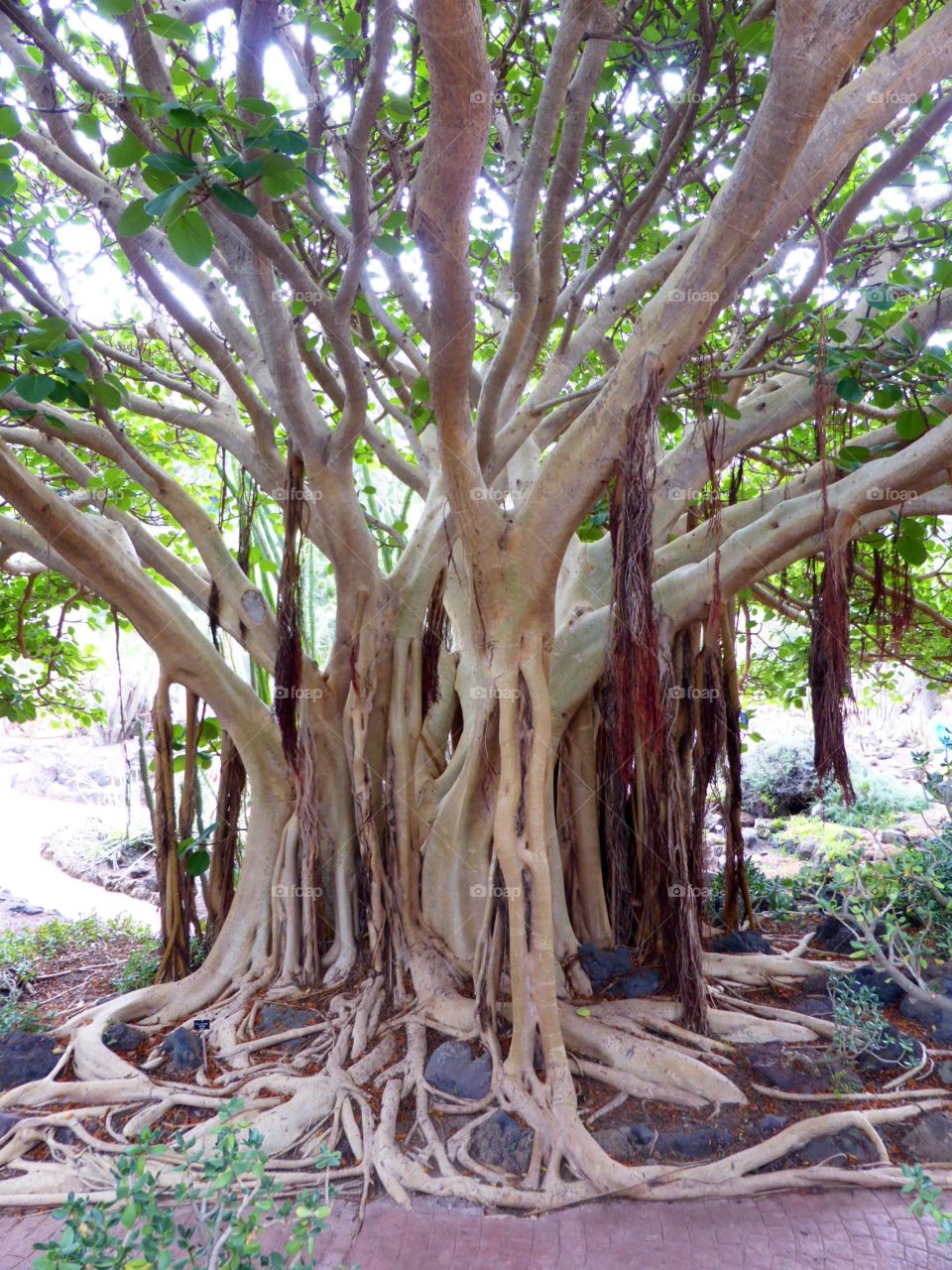 Large Moreton Bay fig tree with aerial roots in Gran Canaria