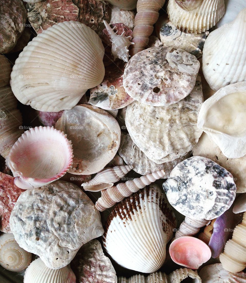 Directly above view of seashells