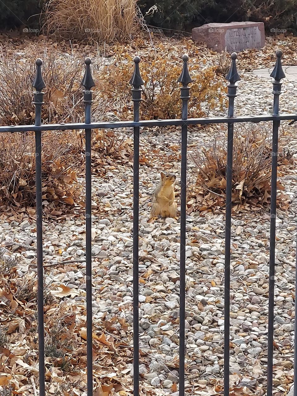 Squirrel in the park
