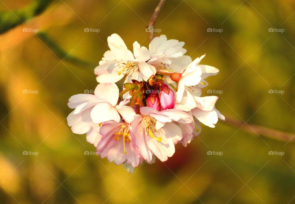 Spring blossom