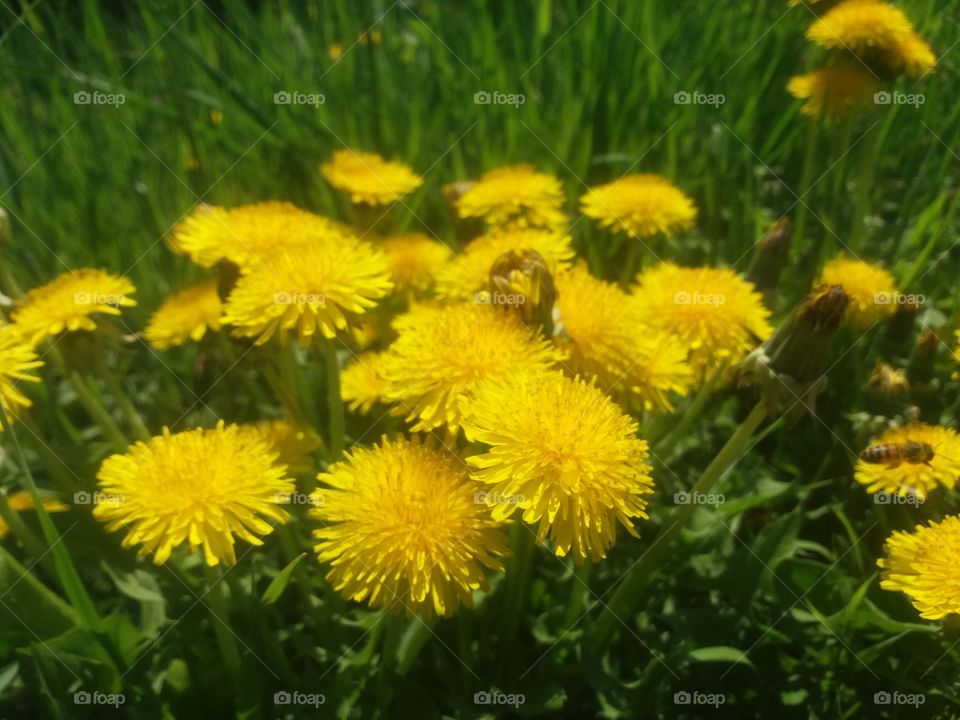Flower, Dandelion, Flora, Hayfield, Summer