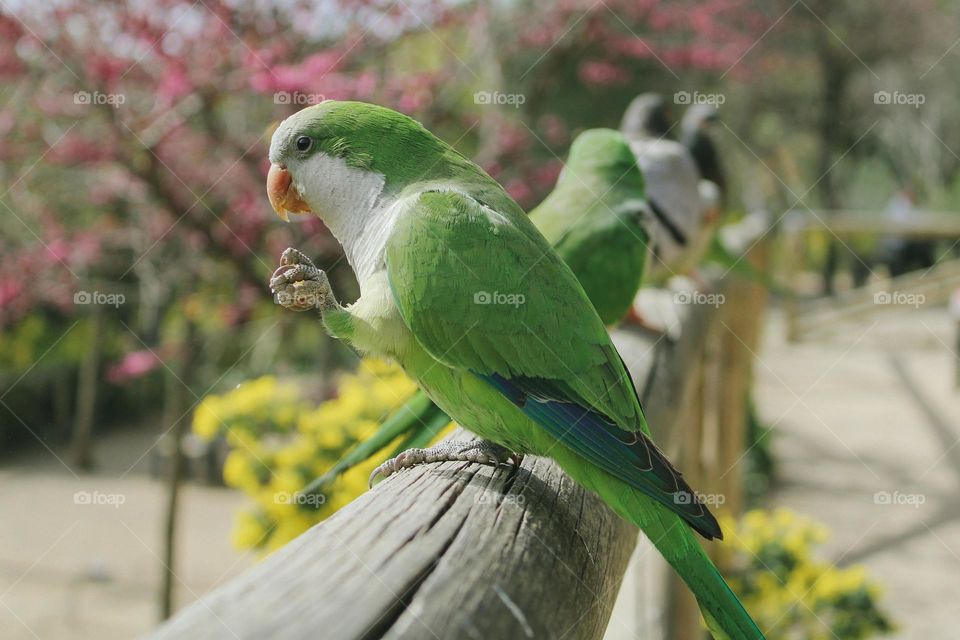 parrots in Malaga