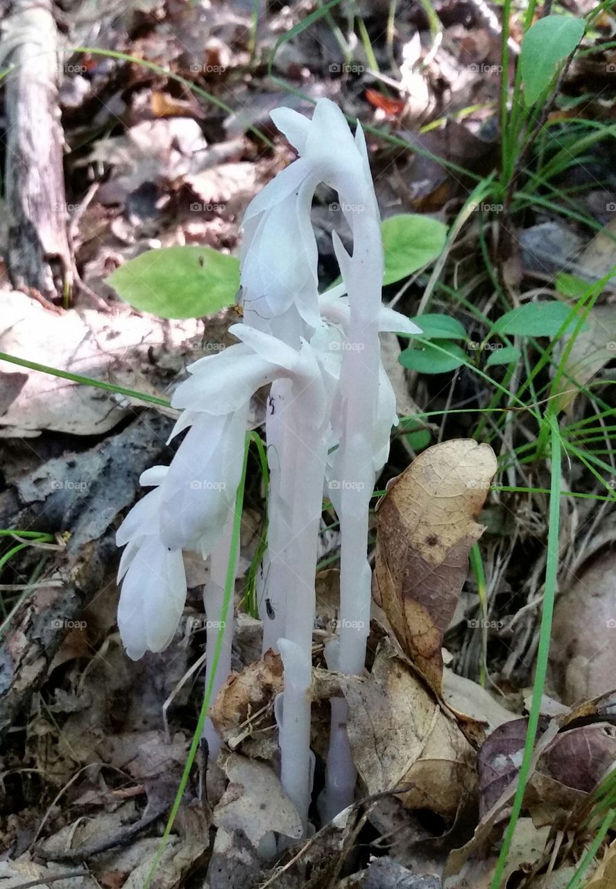 Indian Pipe