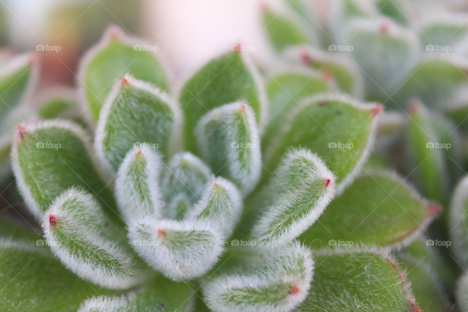 Spring 2022 - Cactus