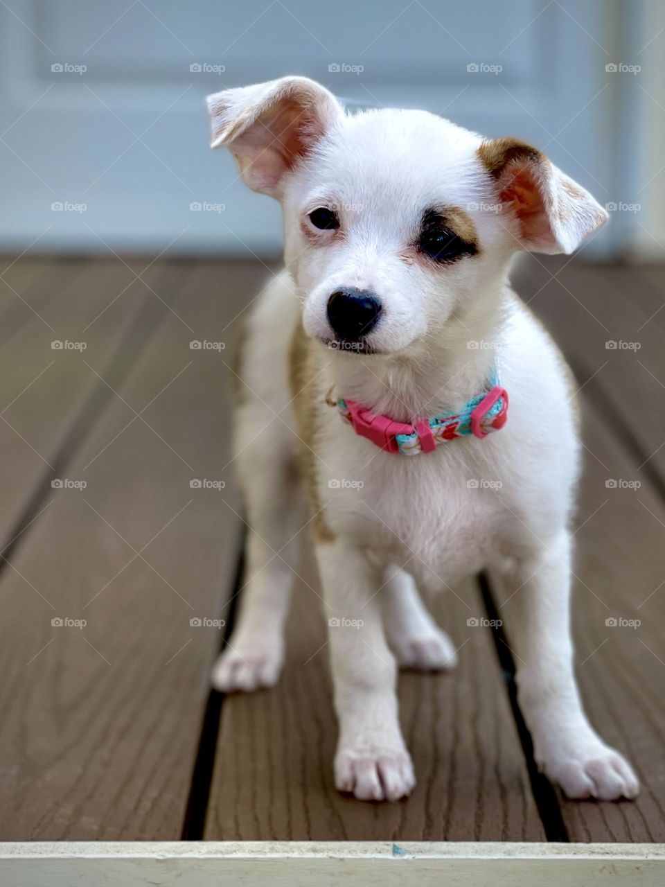 Cute puppy with big ears and inquisitive look