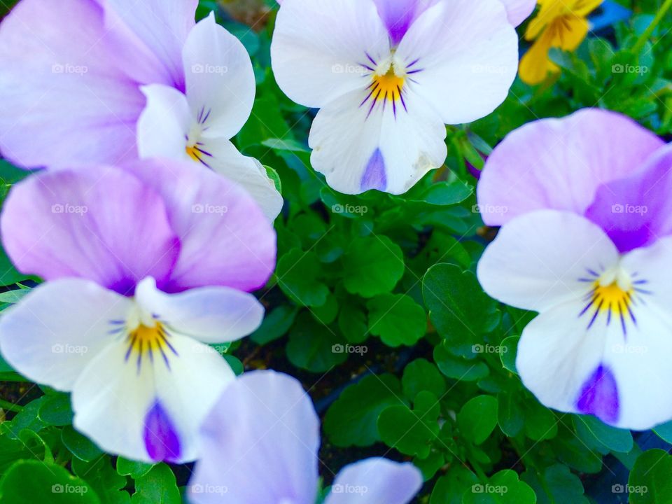 Purple pansy 