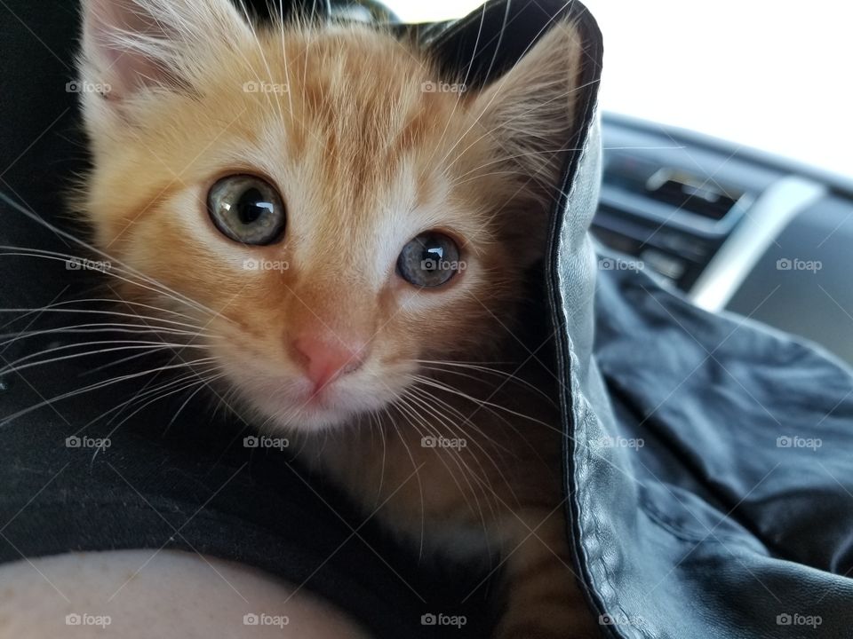 I am going to my forever home!