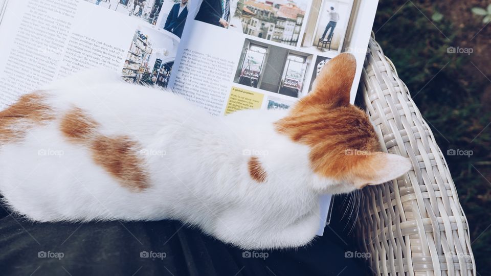 Cat on a lap while reading
