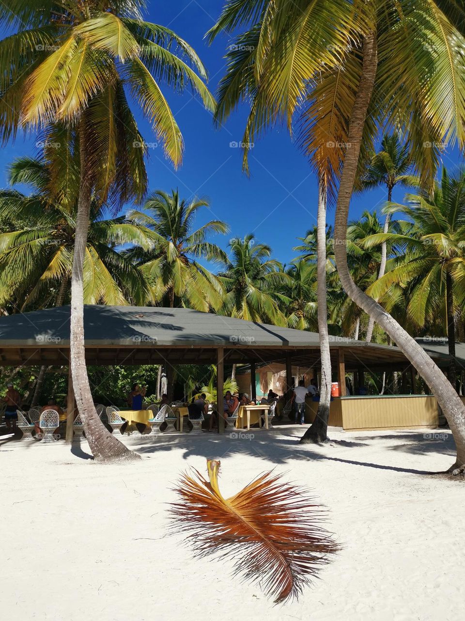 Amazing summer day, sunny weather, white sund, blue sky and beautiful palm trees. Travel time. Holiday in Dominican Republic.