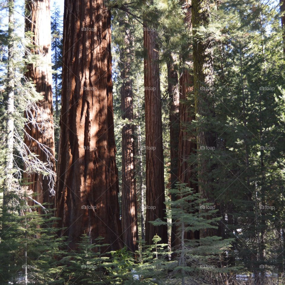 Yosemite Redwoods, CA