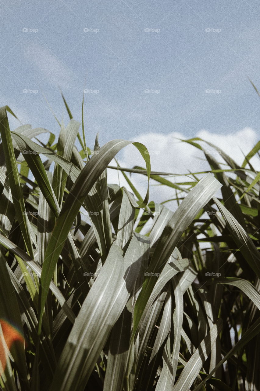 Plants and sky