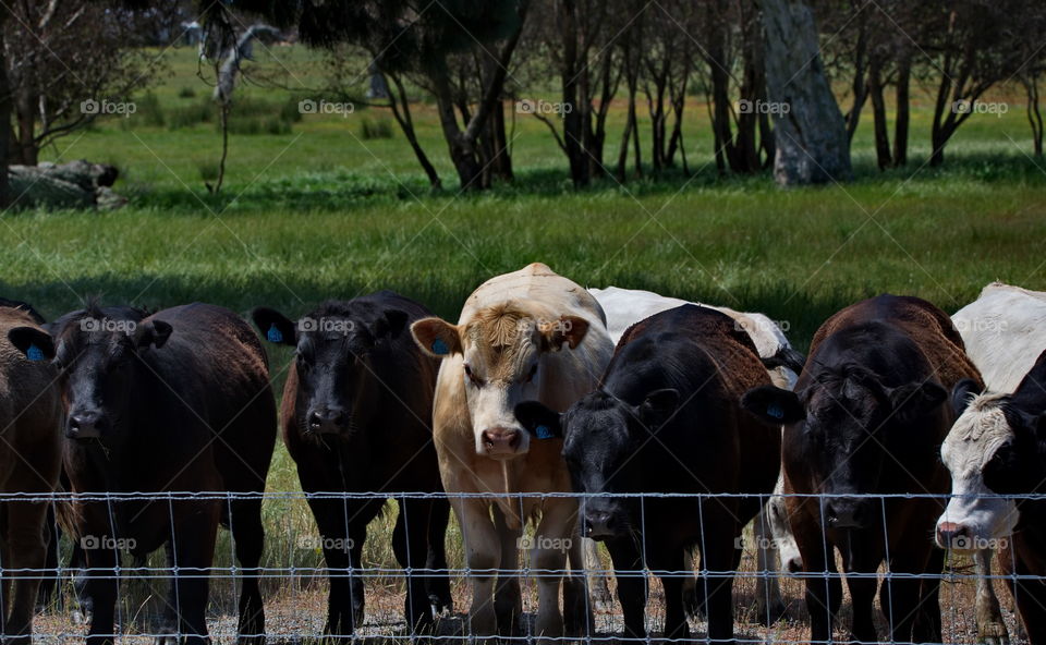 Cattle in a field on a farm behind a fence