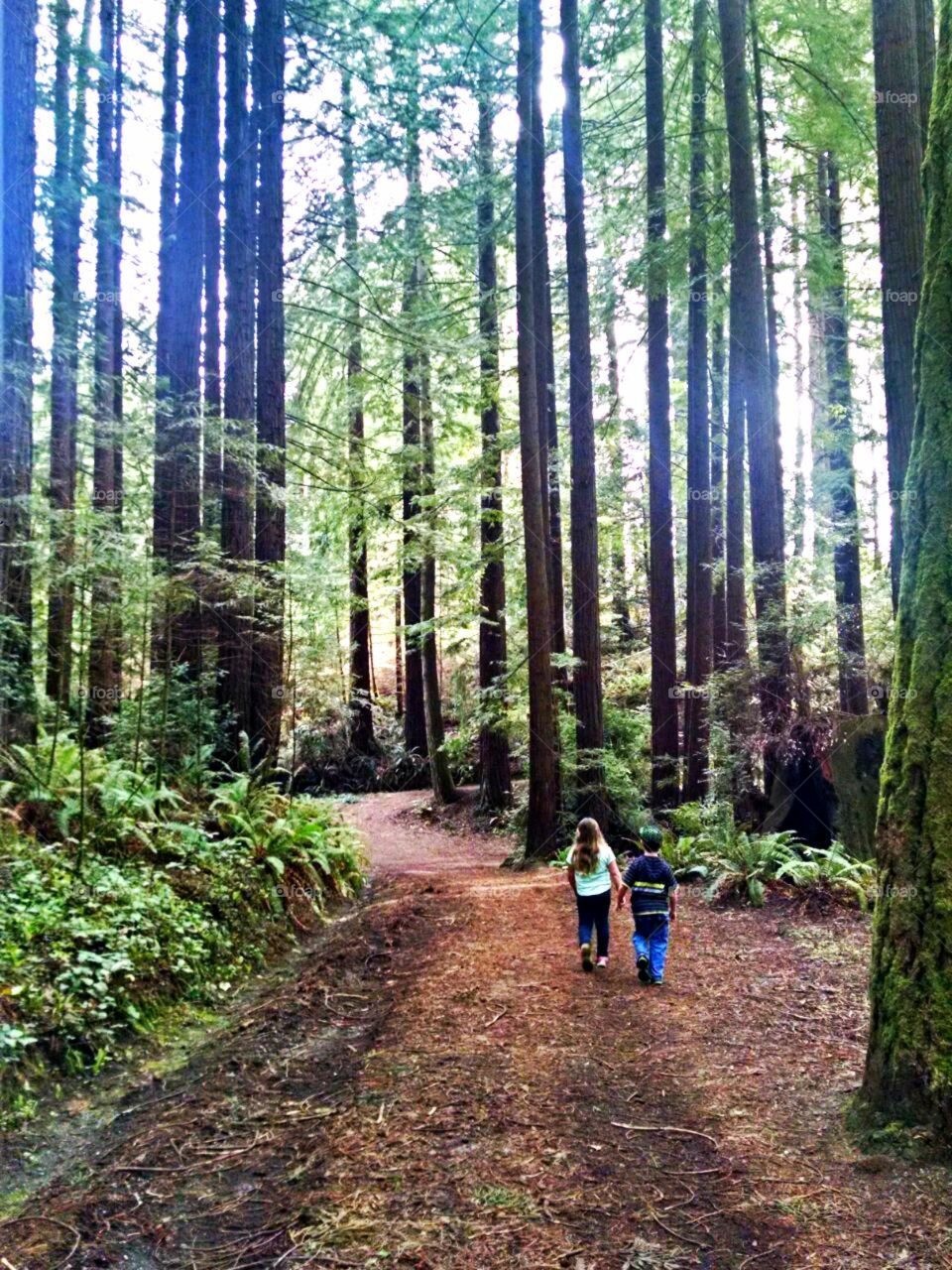 hiking redwoods