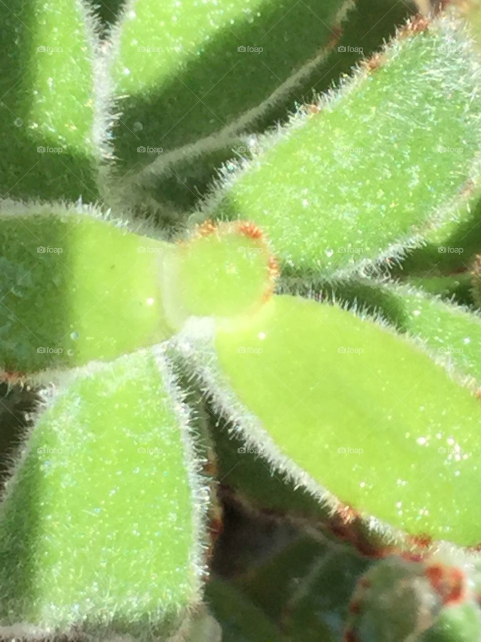Fuzzy Succulent 